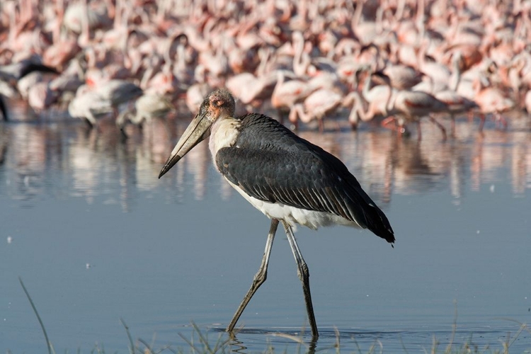 Picture of AMONG THE FLOCK II