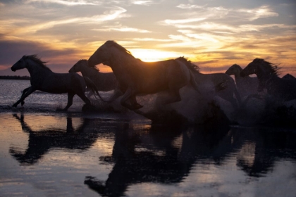 Picture of COASTAL HORSES