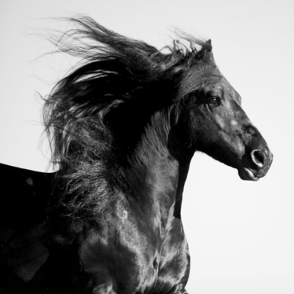 Picture of BLACK HORSE