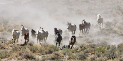 Picture of HORSES OUT WEST