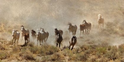 Picture of HORSE STAMPEDE