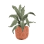 Picture of PLANT IN TERRACOTTA POT I