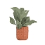 Picture of PLANT IN TERRACOTTA  POT II