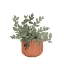 Picture of PLANT IN TERRACOTTA  POT IV