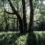 Picture of FOREST MORNING