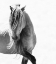 Picture of BW STUNNING STALLION