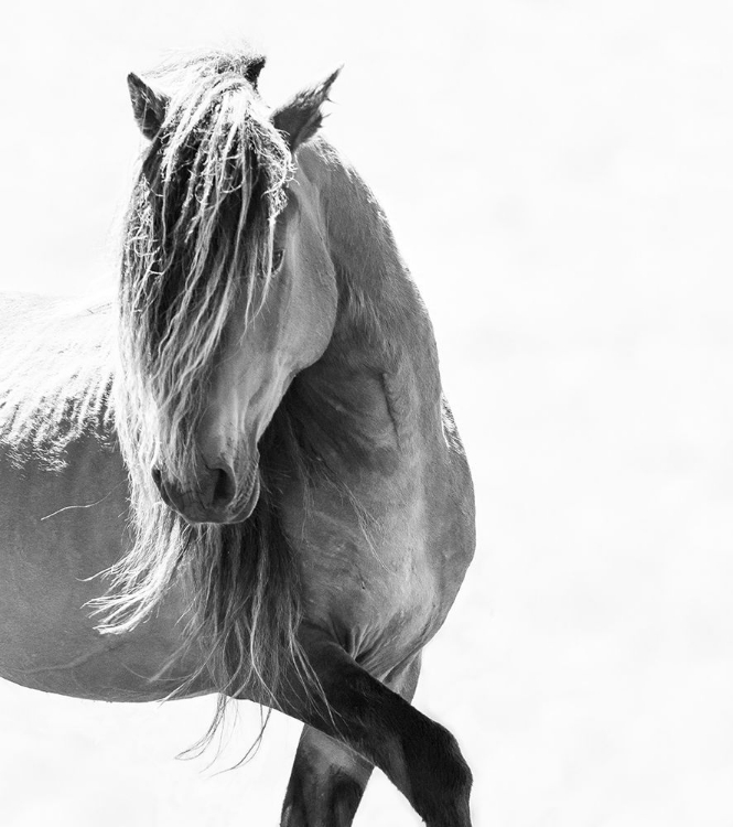 Picture of BW STUNNING STALLION