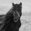 Picture of ICELANDIC MARE