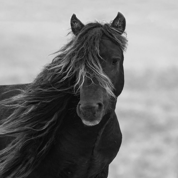 Picture of ICELANDIC MARE