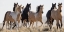 Picture of HORSES IN THE WILD