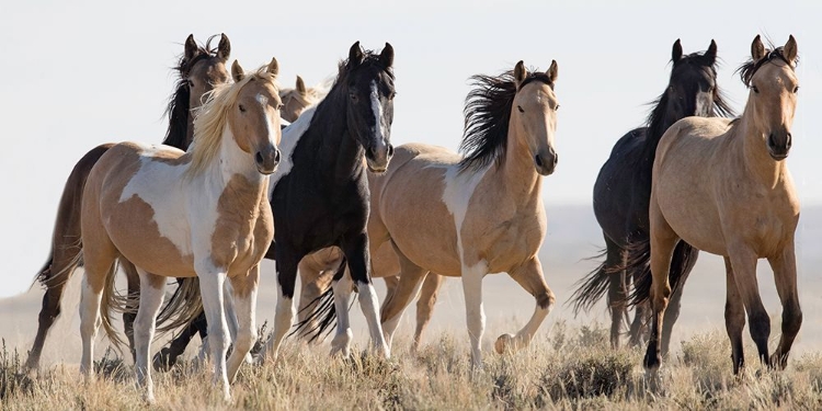 Picture of HORSES IN THE WILD