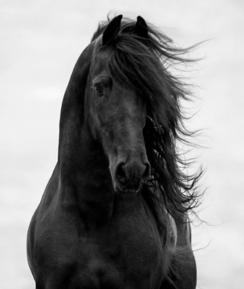 Picture of MAJESTIC DARK HORSE