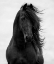 Picture of MAJESTIC DARK HORSE