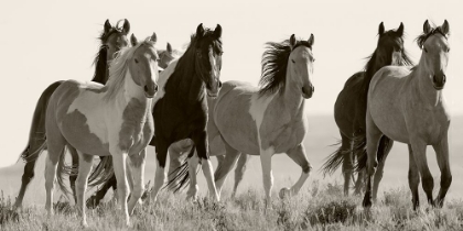 Picture of BLACK AND WHITE HORSES IN THE WILD