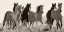Picture of BLACK AND WHITE HORSES IN THE WILD