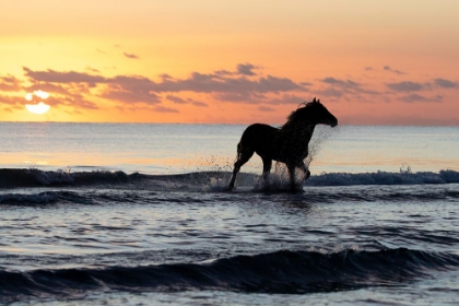 Picture of SUNSET HORSE ON THE BEACH