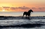 Picture of SUNSET HORSE ON THE BEACH