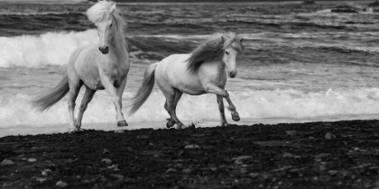 Picture of BEACH HORSES