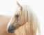 Picture of GAZING PALOMINO
