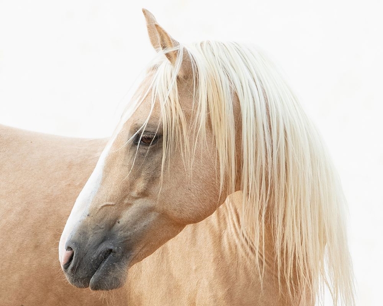 Picture of GAZING PALOMINO