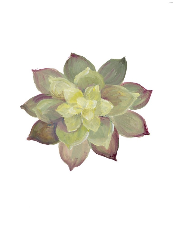 Picture of SUCCULENT I