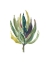 Picture of SUCCULENT II