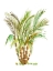 Picture of THE PALM IV