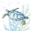 Picture of BLUE SEA TURTLE IN CORAL