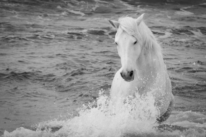 Picture of COASTAL HORSE