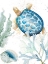 Picture of TORTUGA AZUL ASCEND