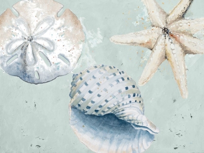Picture of SEA SHELLS AND STARFISH