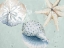 Picture of SEA SHELLS AND STARFISH