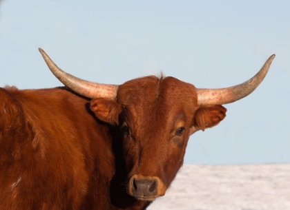 Picture of STEER