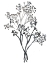 Picture of BABYS BREATH