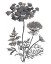 Picture of QUEEN ANNE