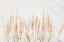 Picture of DELICATE PAMPAS WITH TEXTURED BACKGROUND