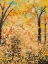Picture of FALLING AUTUMN LEAVES