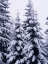 Picture of SNOWY EVERGREEN