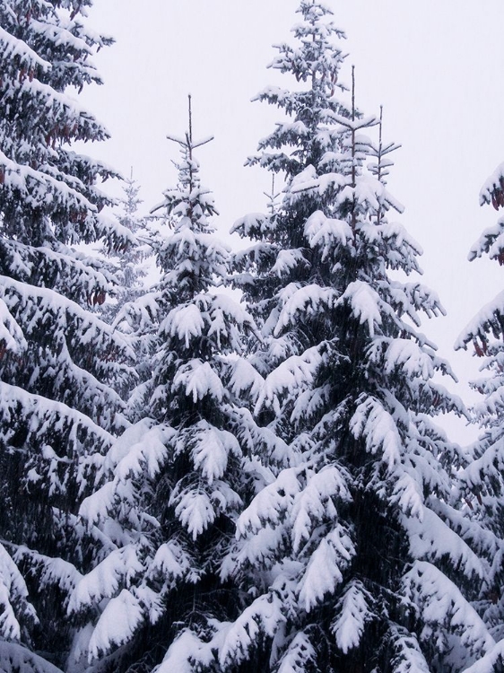 Picture of SNOWY EVERGREEN