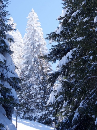 Picture of FROSTED TREE