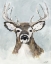 Picture of WHITE TAILED DEER ON WHITE