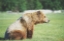 Picture of GAZING BEAR