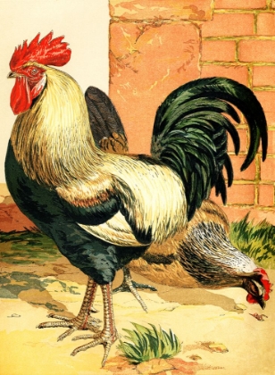 Picture of ROOSTER