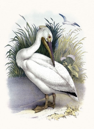 Picture of AMERICAN WHITE PELICAN