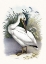 Picture of AMERICAN WHITE PELICAN