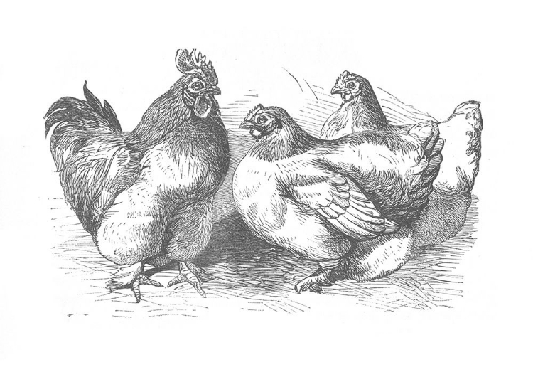 Picture of CHICKENS SKETCH
