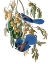 Picture of FLORIDA BLUE JAY