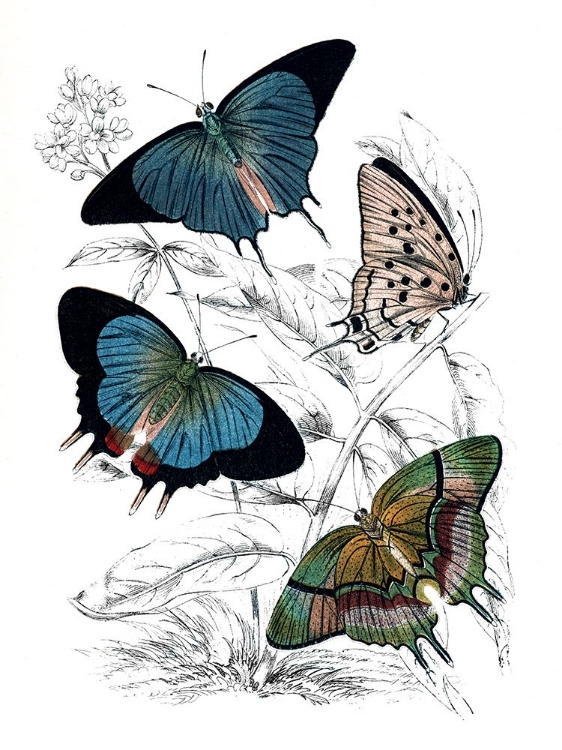 Picture of BUTTERFLY STUDY I