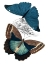 Picture of BUTTERFLY STUDY II
