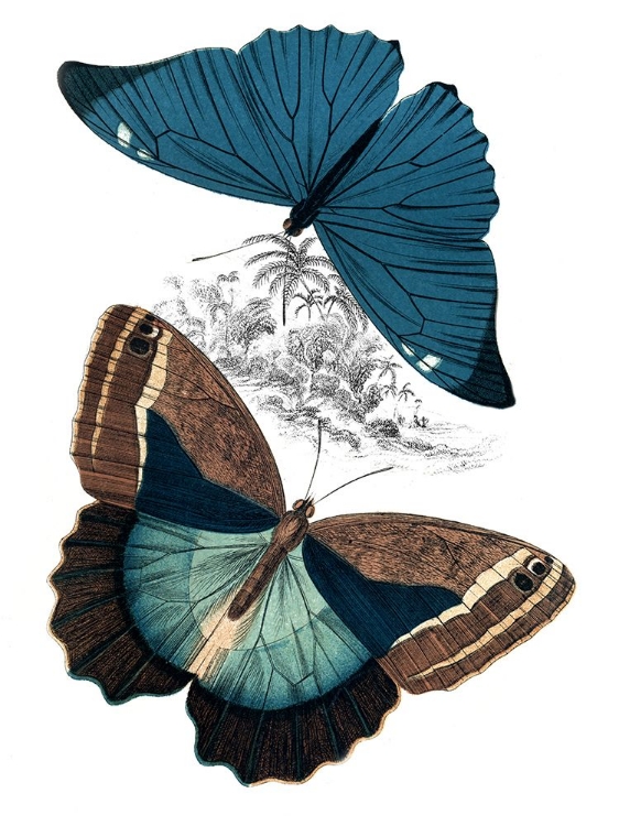 Picture of BUTTERFLY STUDY II